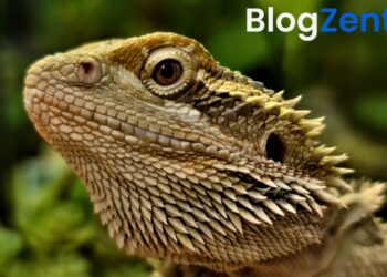 How Long Do Bearded Dragons Live? Facts Every Owner Should Know