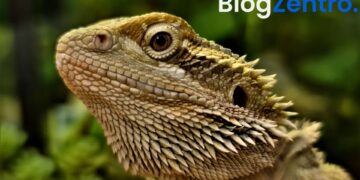 How Long Do Bearded Dragons Live? Facts Every Owner Should Know