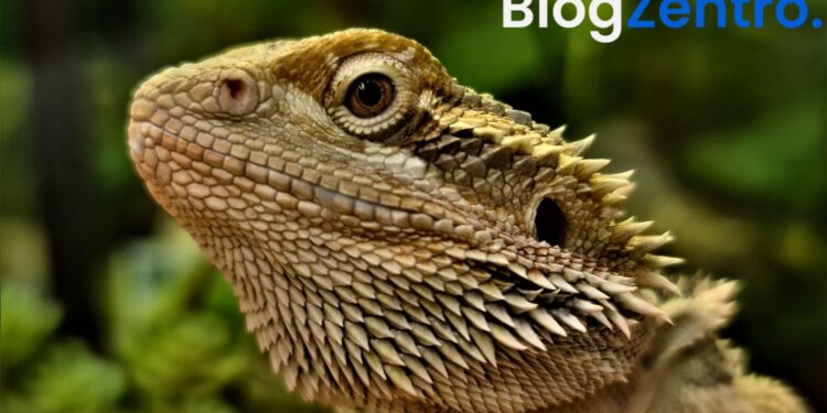 How Long Do Bearded Dragons Live? Facts Every Owner Should Know
