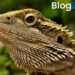 How Long Do Bearded Dragons Live? Facts Every Owner Should Know