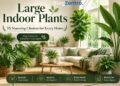 large indoor plants
