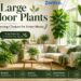 large indoor plants